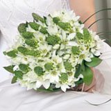 Bridal Bouquet Star Of Bethlehem 28 Stems